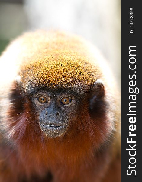 Golden Tamarin monkey focused on eyes