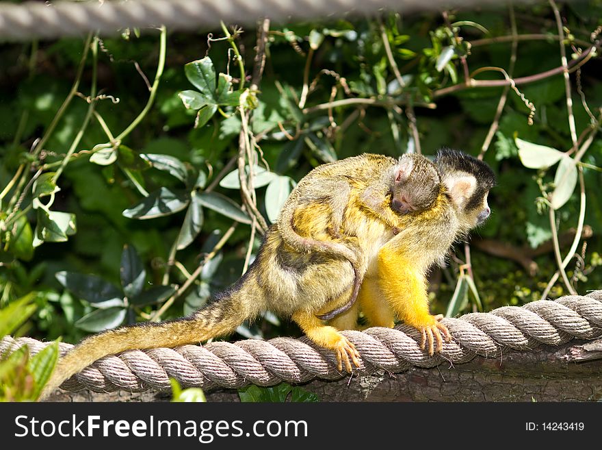 Bolivian squirrel monkey carrying baby