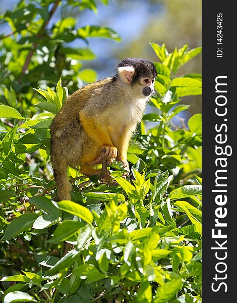 Bolivian squirrel monkey cute small and agile