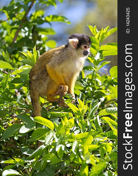 Squirrel monkey