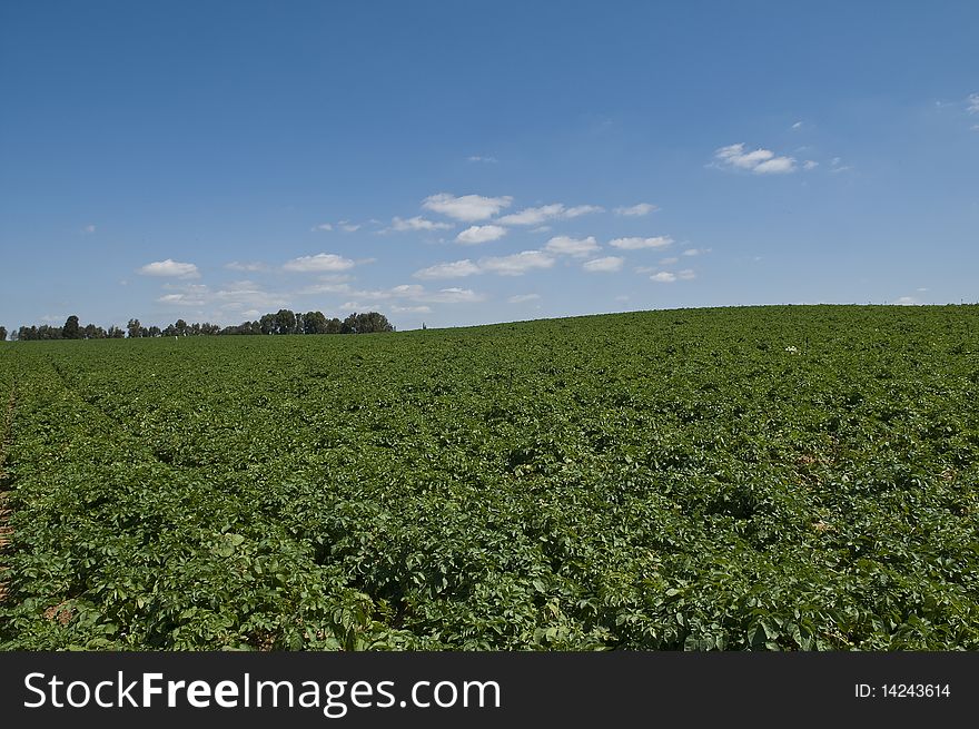 Potato field, spring time Israel