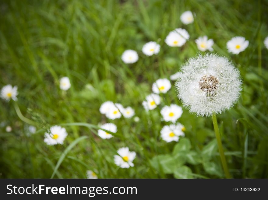 Floral background with dandelion in foreground. Floral background with dandelion in foreground