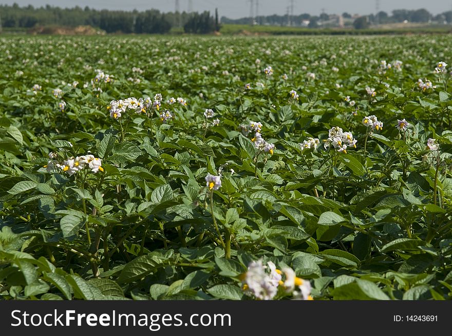 Blossoming Potato Field