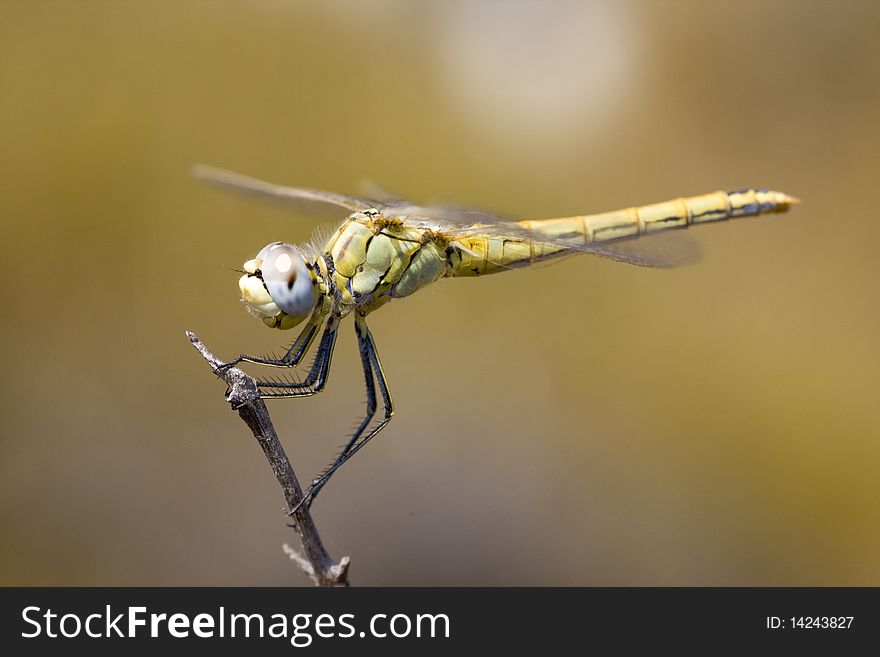 View of a beautiful yellow dragonfly on top of a branch.