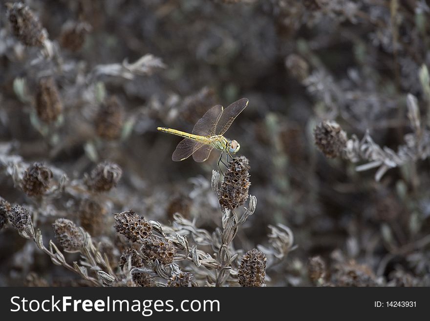 View of a beautiful yellow dragonfly on top of some bushes.