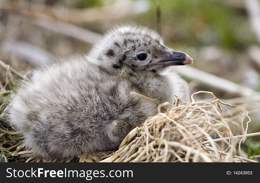 Hungry small Seagull on nest