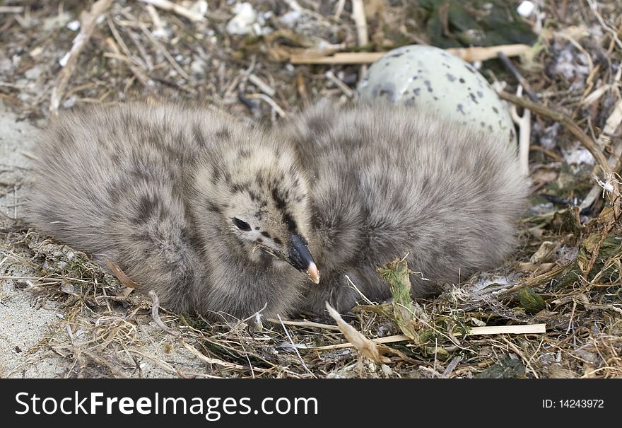 Cute Seagulls, photo taken in Romania Danube river