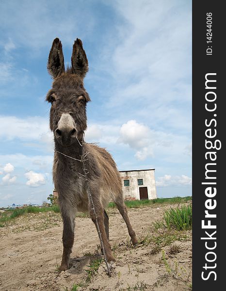 Happy donkey, photo taken in Romania