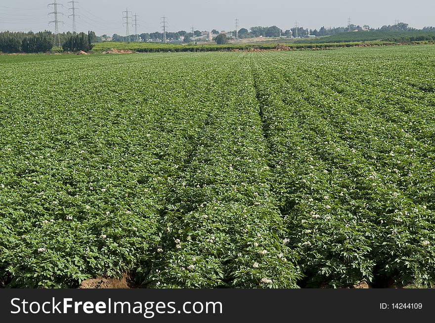 Green potato-field in a row