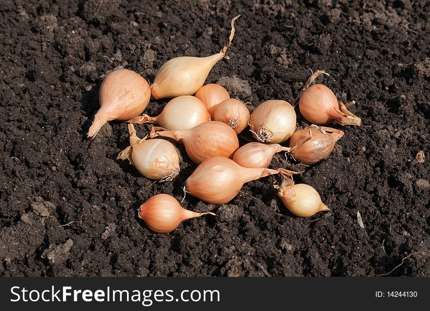 Onion for sowing on ground. Onion for sowing on ground