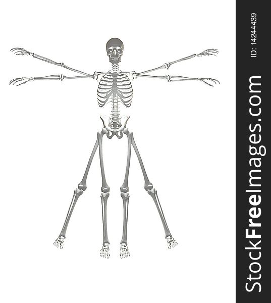 Very High Quality 3D rendering of Vitruvian Man - & Bones structure