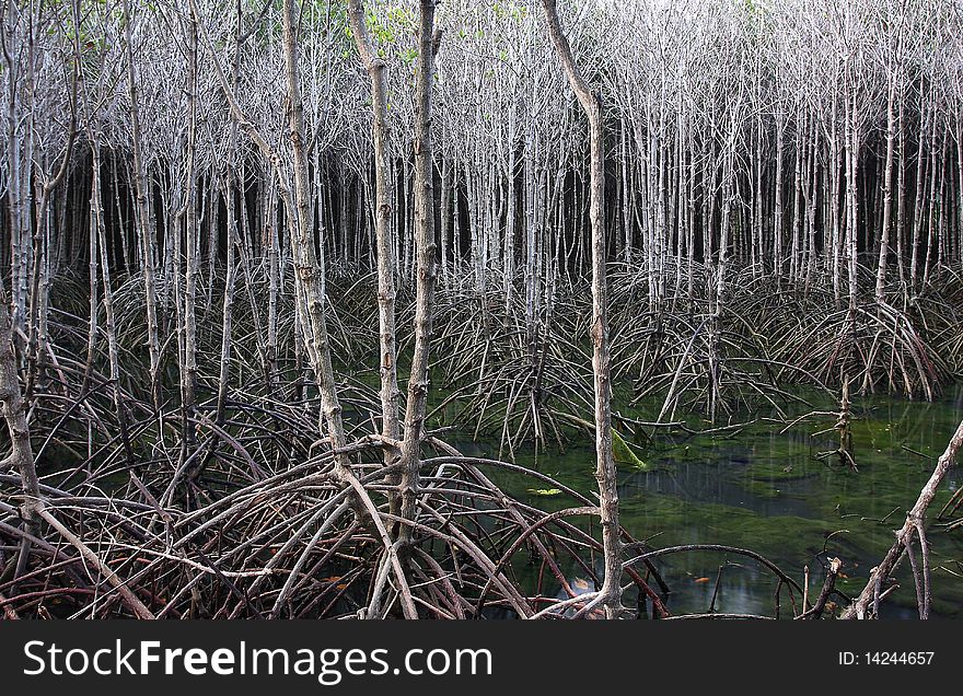 Mangroves on the quiet stream