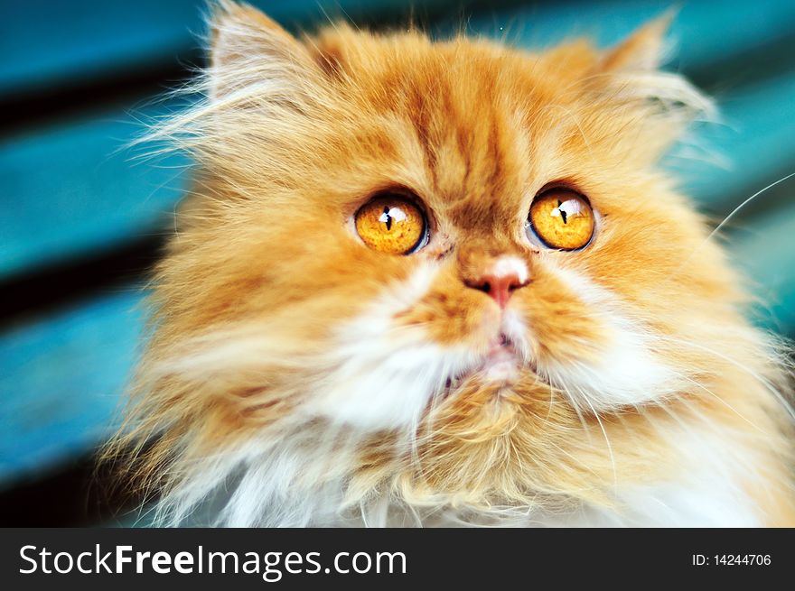 Red persian cat with amber eyes looking up. Red persian cat with amber eyes looking up