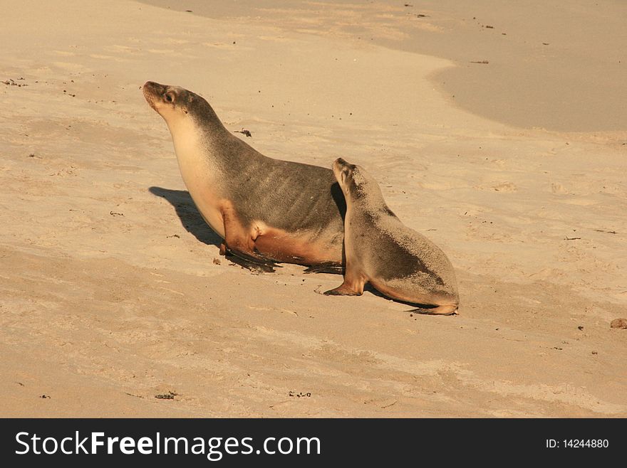 Two seals on a beach