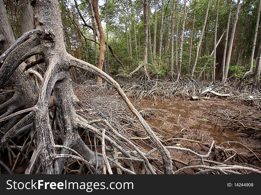 Many of the mangrove roots help shore support. Many of the mangrove roots help shore support