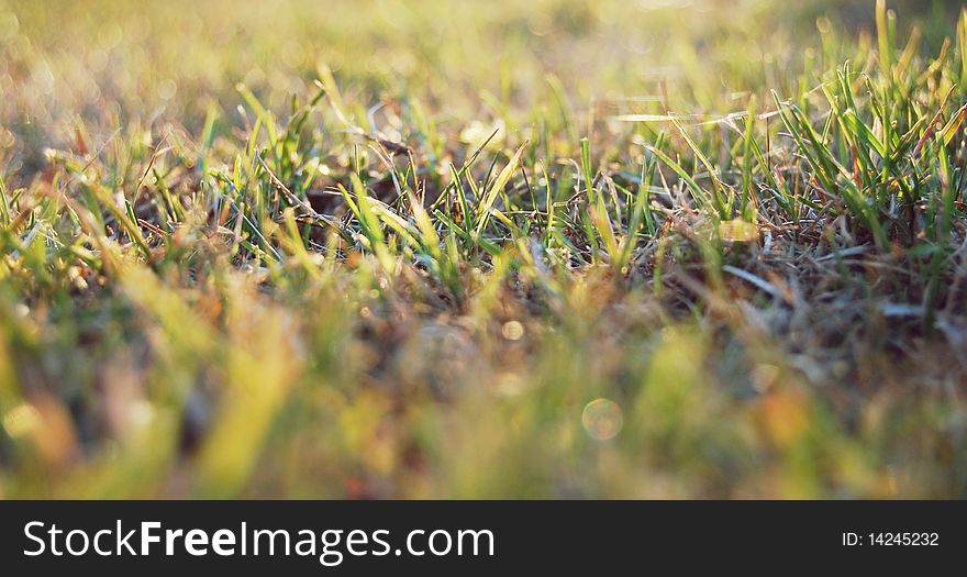 Green spring early grass and sun. Green spring early grass and sun