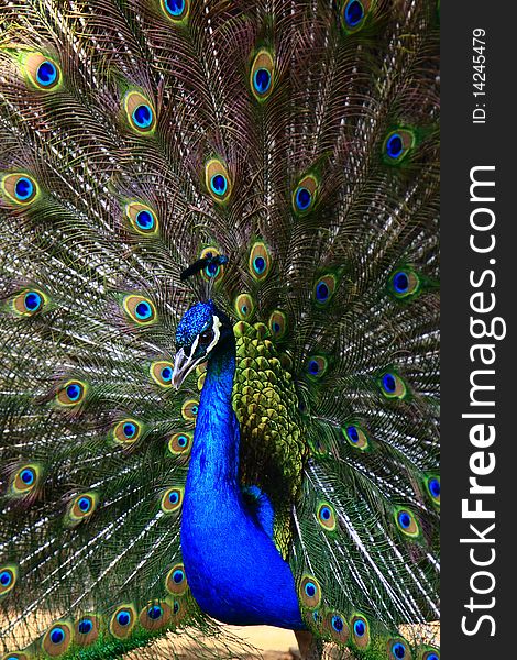 A Blue Peafowl (Pavo Cristatus) with its feathers fanned in the background.