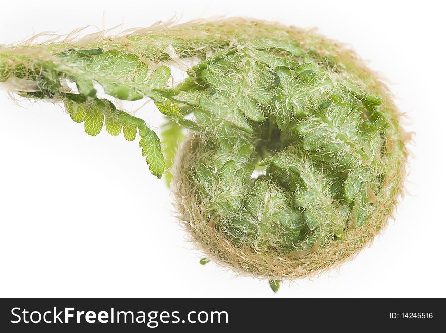 Close up of green fern sprout