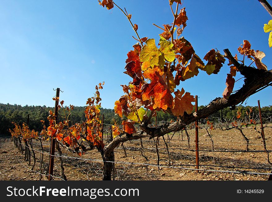 Vineyard leaf in autumn