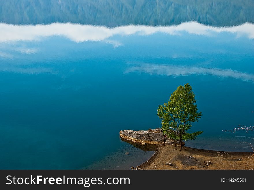 A lonely tree standing at Lugu lake