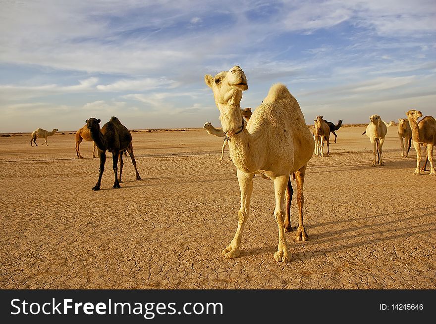 Herd of white and brown camels. Herd of white and brown camels