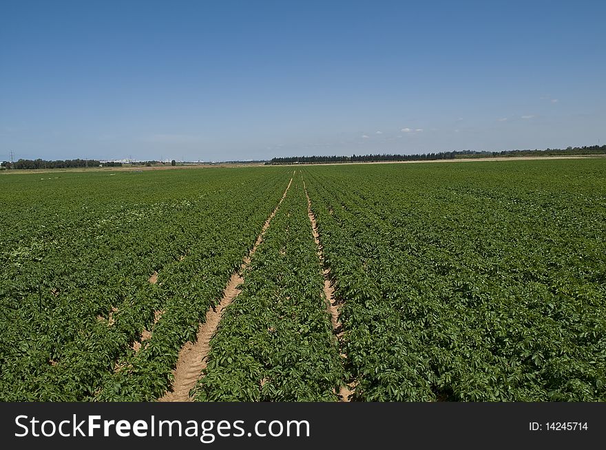 Raw of potato field spring time Israel. Raw of potato field spring time Israel