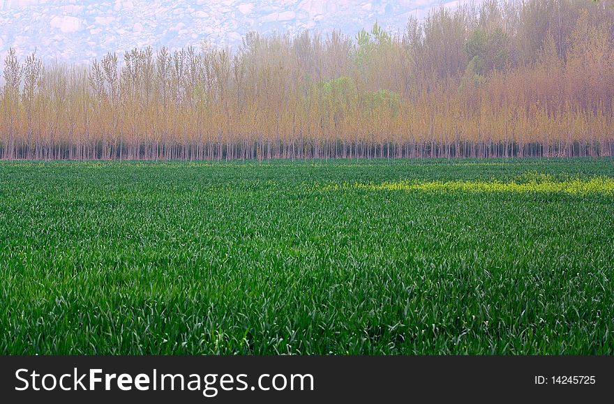 In spring wheat fields begin to turn green.