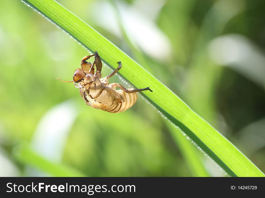 Cicada shells on the grass