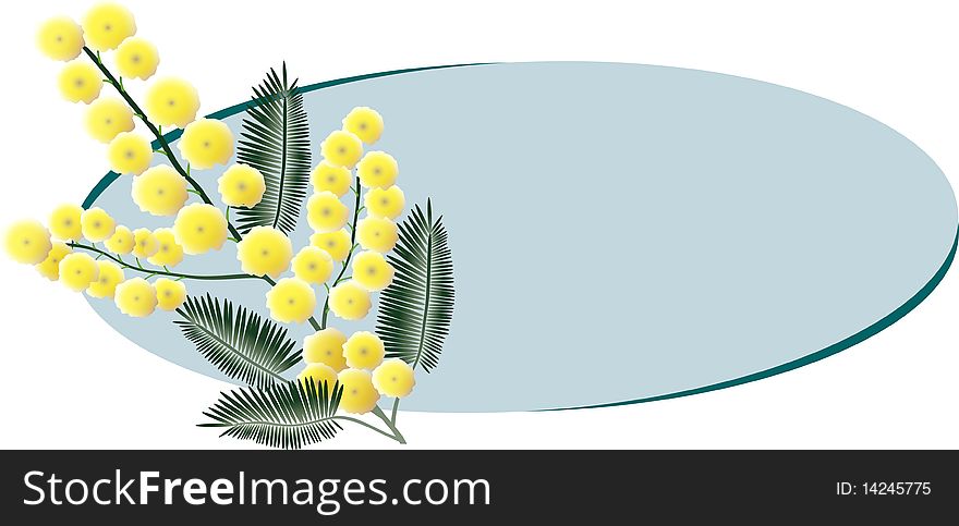 A bunch of mimosa blossoms on a light blue ellipse with copy space on the right side. A bunch of mimosa blossoms on a light blue ellipse with copy space on the right side