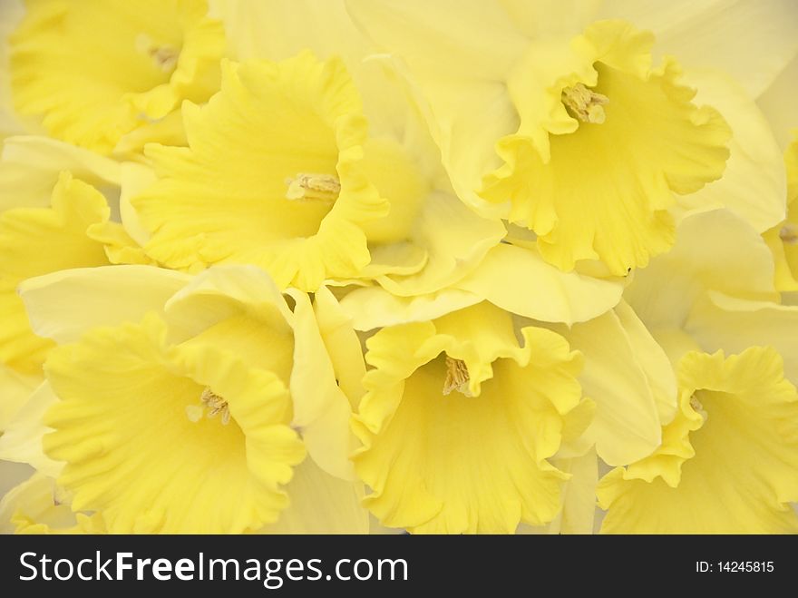 A bunch of springtime daffodils