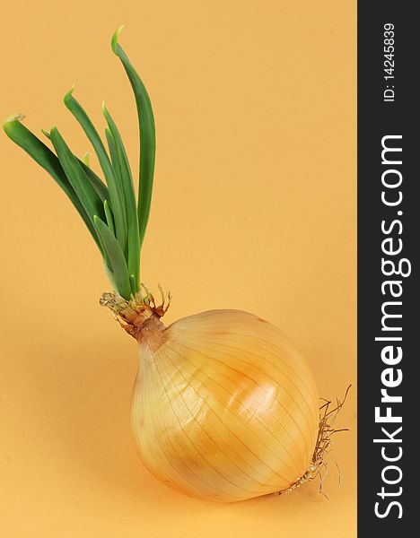 Onion with tops on yellow  background