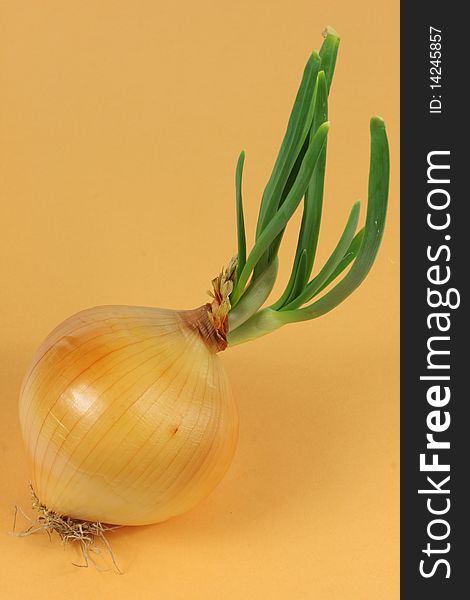 Onion with tops on yellow  background