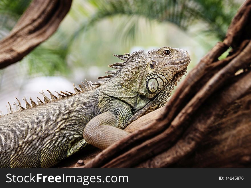 Iguana in a tree on a branch