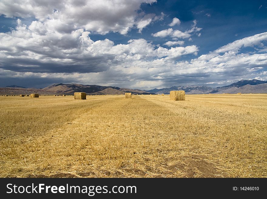 Landscape view af a wheat field after the harvest in Idaha