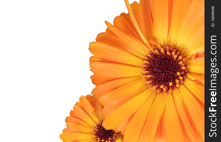 Orange Flowers Background