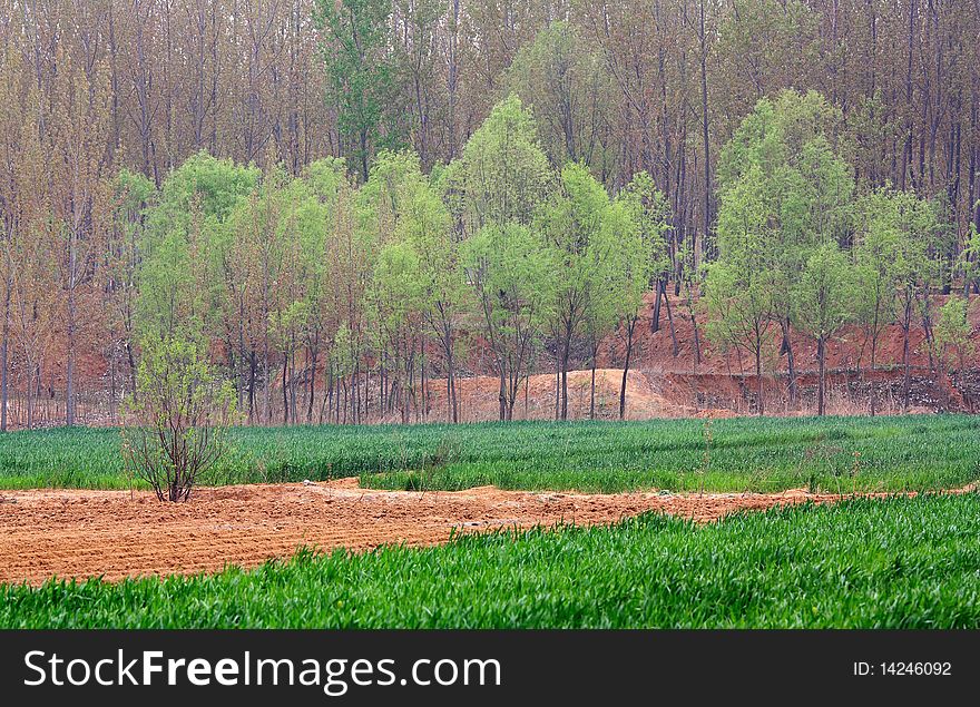 In spring, the fields begin turn green. In spring, the fields begin turn green.