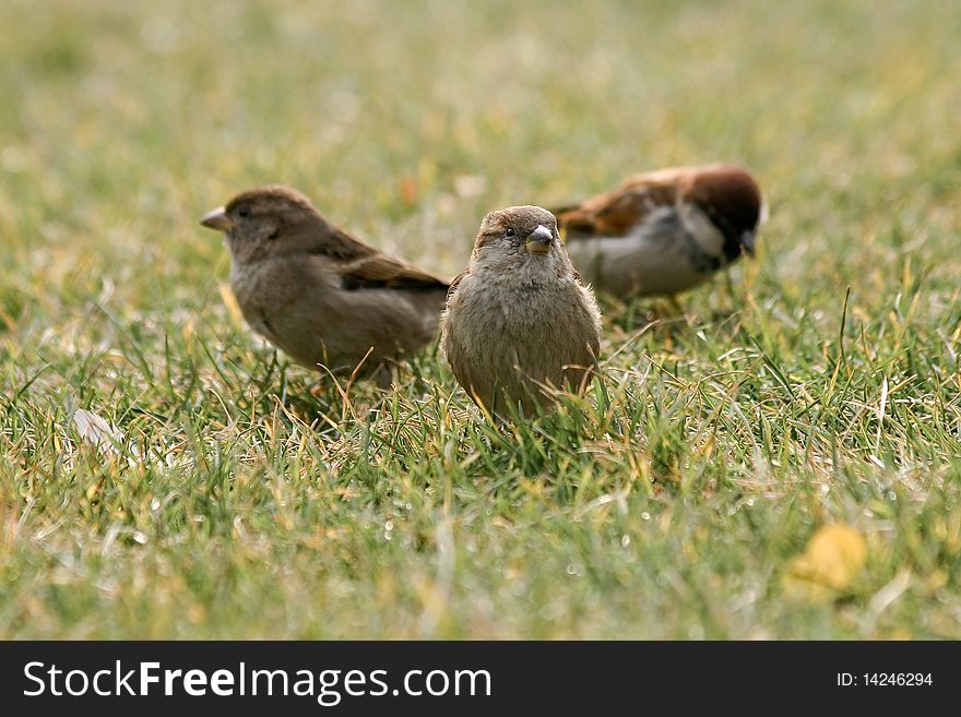 Sparrows walking on a grass. Sparrows walking on a grass