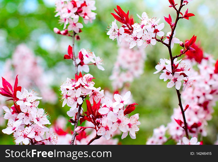 White tender cherry tree blossoms in spring