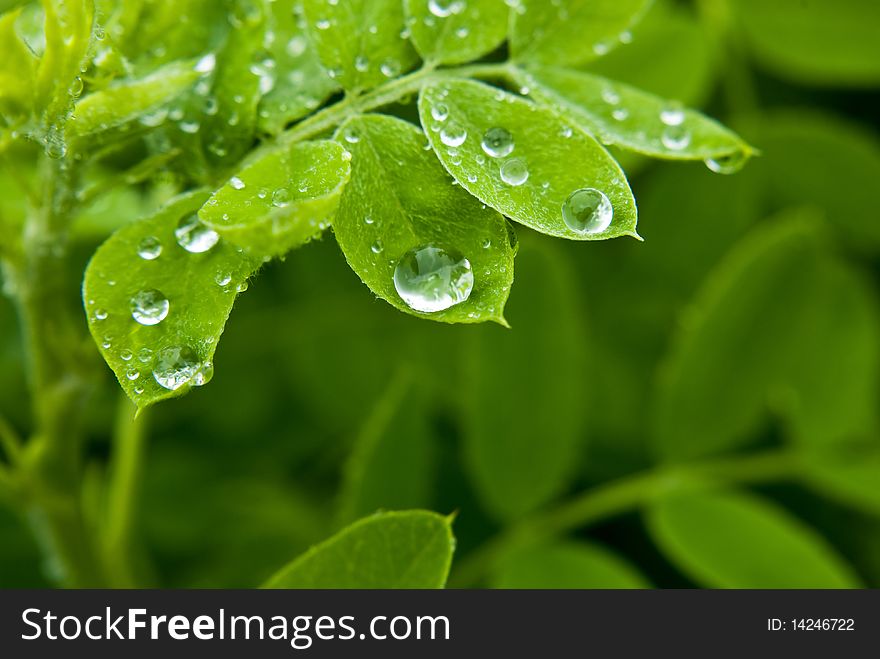 Some rain drops on leafs. Some rain drops on leafs