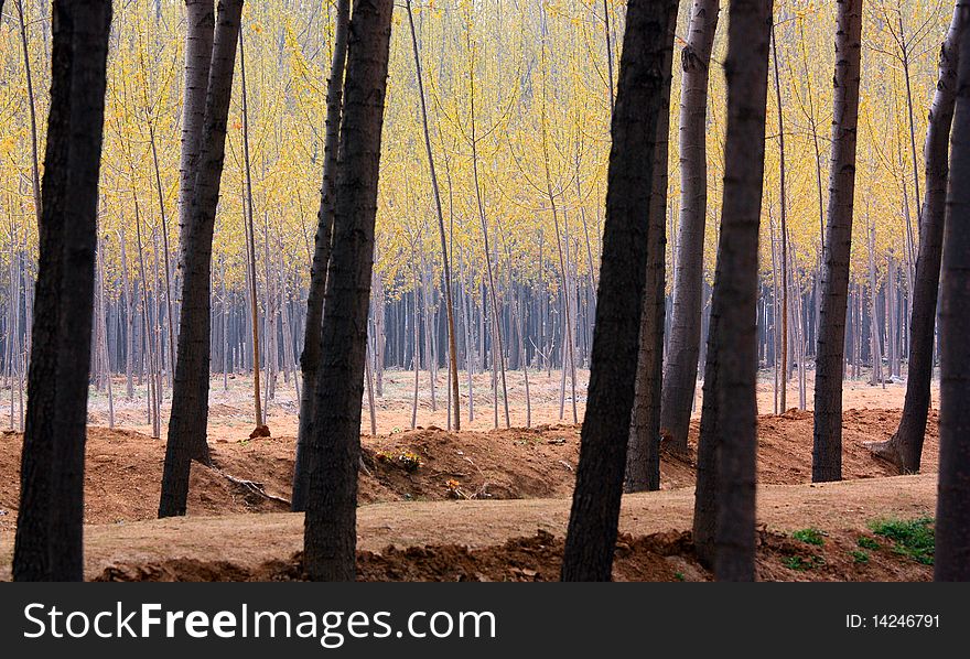 Poplar woods in the backlight.