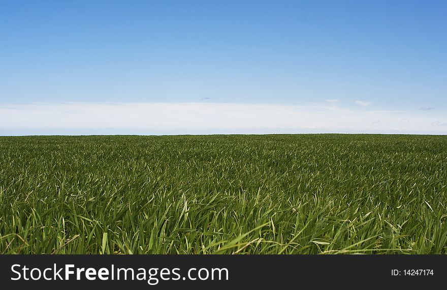 Green Grass Against Blue Sky Background