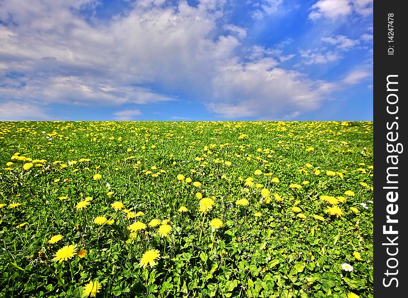 Background with sky and dandelion field