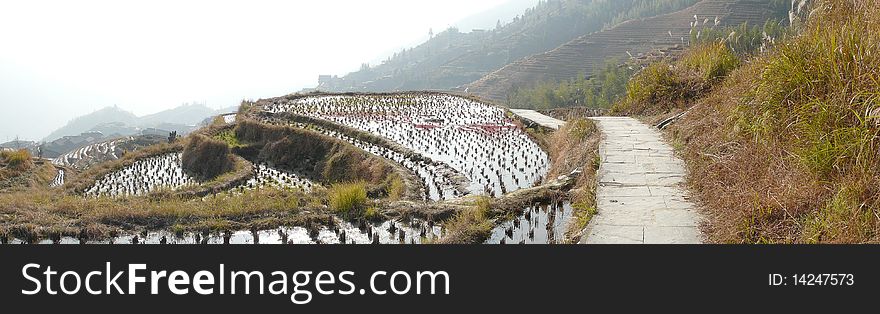 The famous longji terrace fields. The famous longji terrace fields