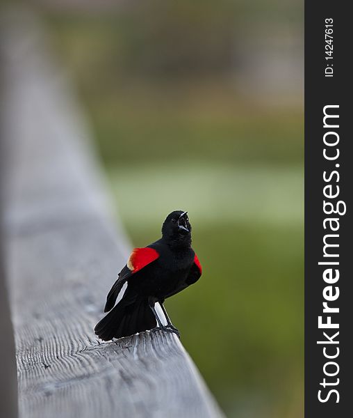 Red winged blackbird (Agelaius phoeniceus) singing on banaster