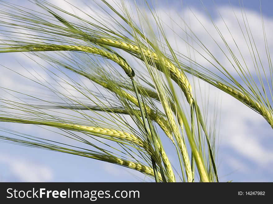 Wheat And Sky