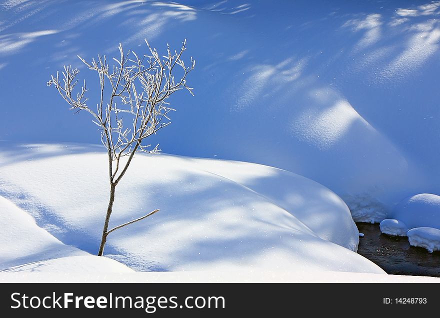 Small tree among snowdrifts on coast of small river. Small tree among snowdrifts on coast of small river.