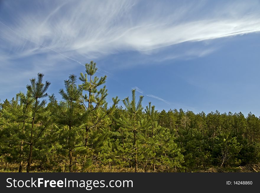 Nature. Forest with young pines and amazing blue sky.