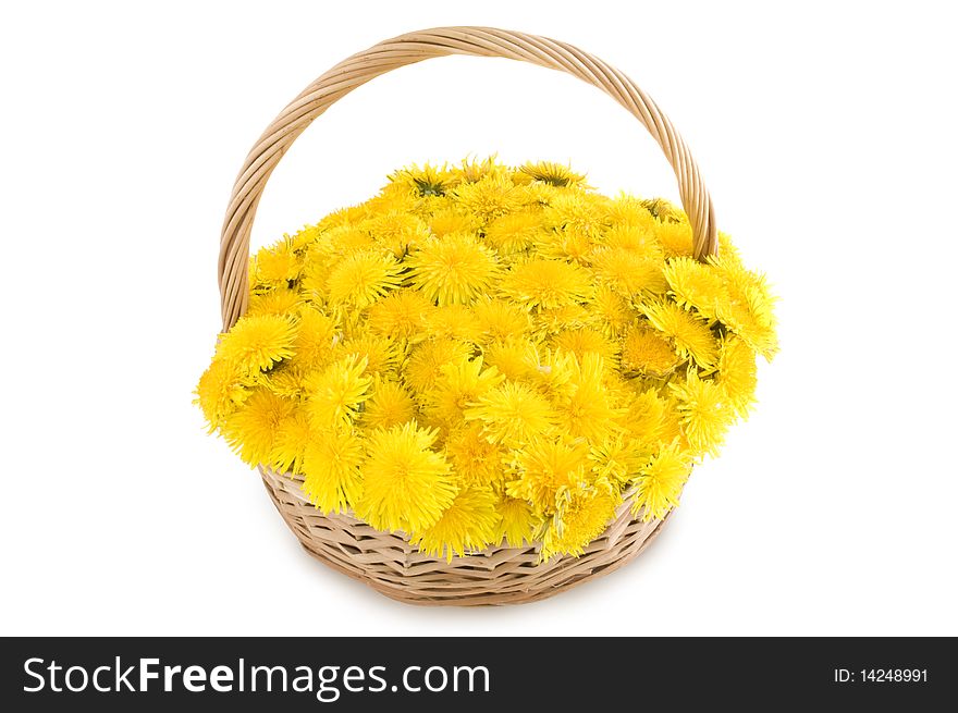 Basket of dandelions on a white background