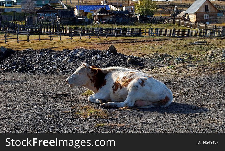 Cow in a village. Side view.