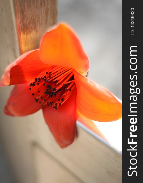 Cotton flower dropped on the gate